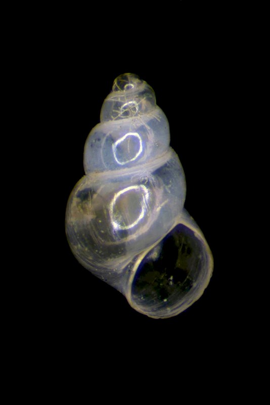 Setia anselmoi ?